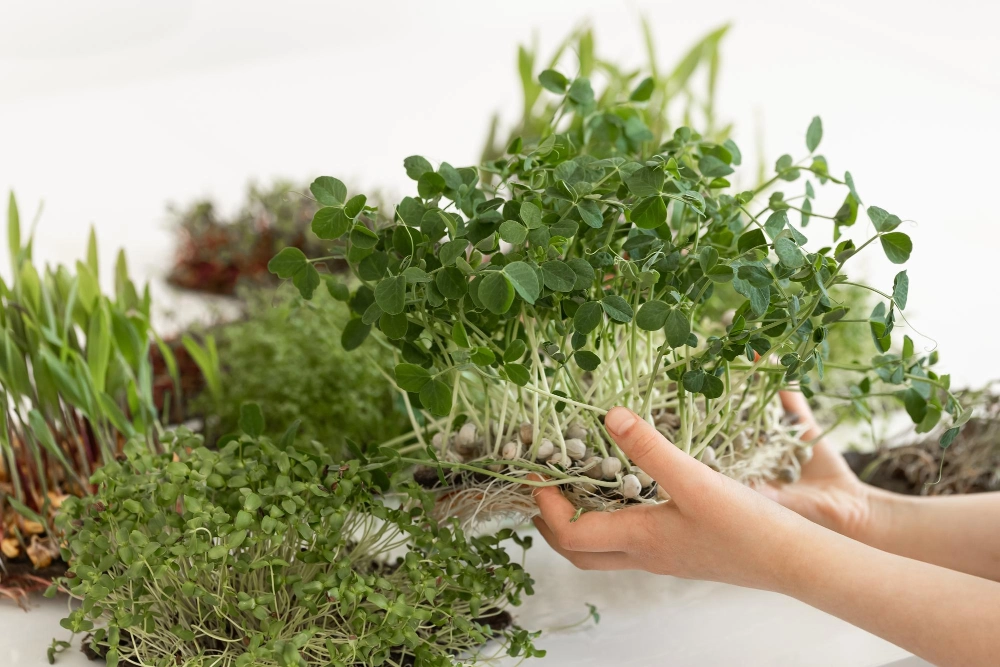 MicroHerbsSilverStreamsFresh